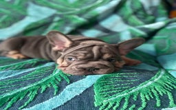 French Bulldog dogs for sale: French Bulldog 4 Boys and 3 girls  - Image 7