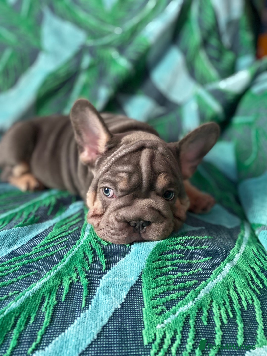 French Bulldog dogs for sale: French Bulldog 4 Boys and 3 girls  - Image 7