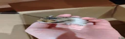 Hamster rodents for sale: Baby syrain hamsters - Advert 10