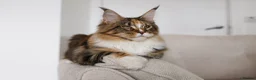 Maine Coon cats for sale: 5 Beautiful Russian Import Kittens TICA - Advert 32