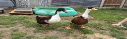 Ducks poultry for sale: X2 drakes  in Queenborough - Advert 3