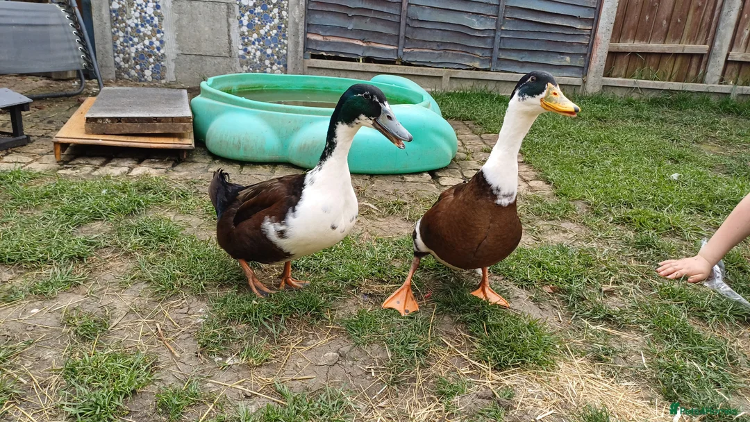 Ducks poultry for sale: X2 drakes  in Queenborough - Advert 3