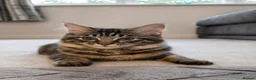 Ragdoll cats for sale: Stunning Black Tabby Cherubim Ragdoll - Advert 6