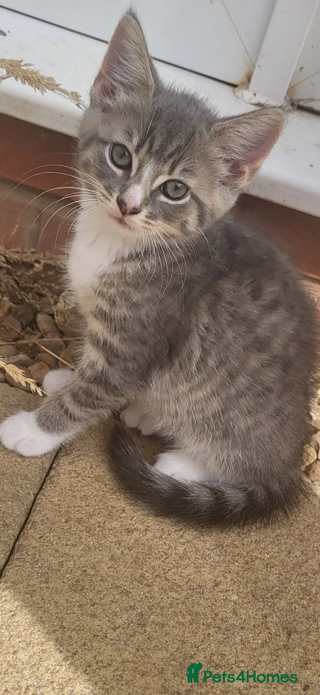 Mixed Breed cats for sale: Beautiful little female kitten - Advert 8