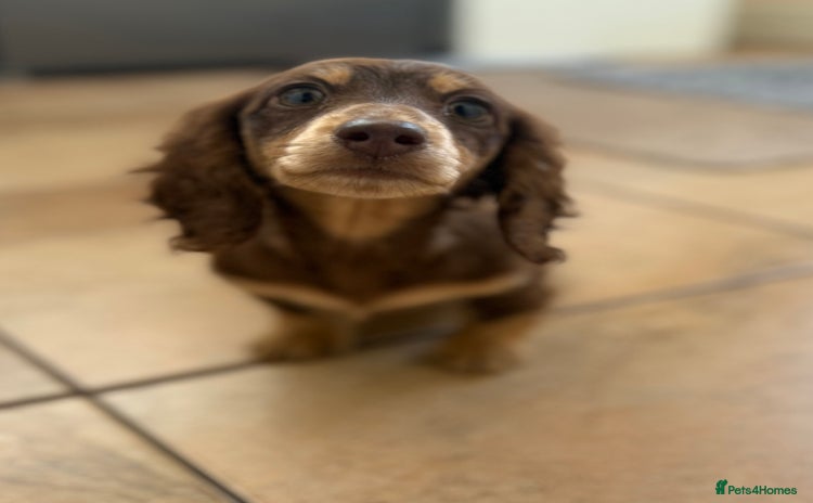 Miniature Dachshund dogs - Advert 10