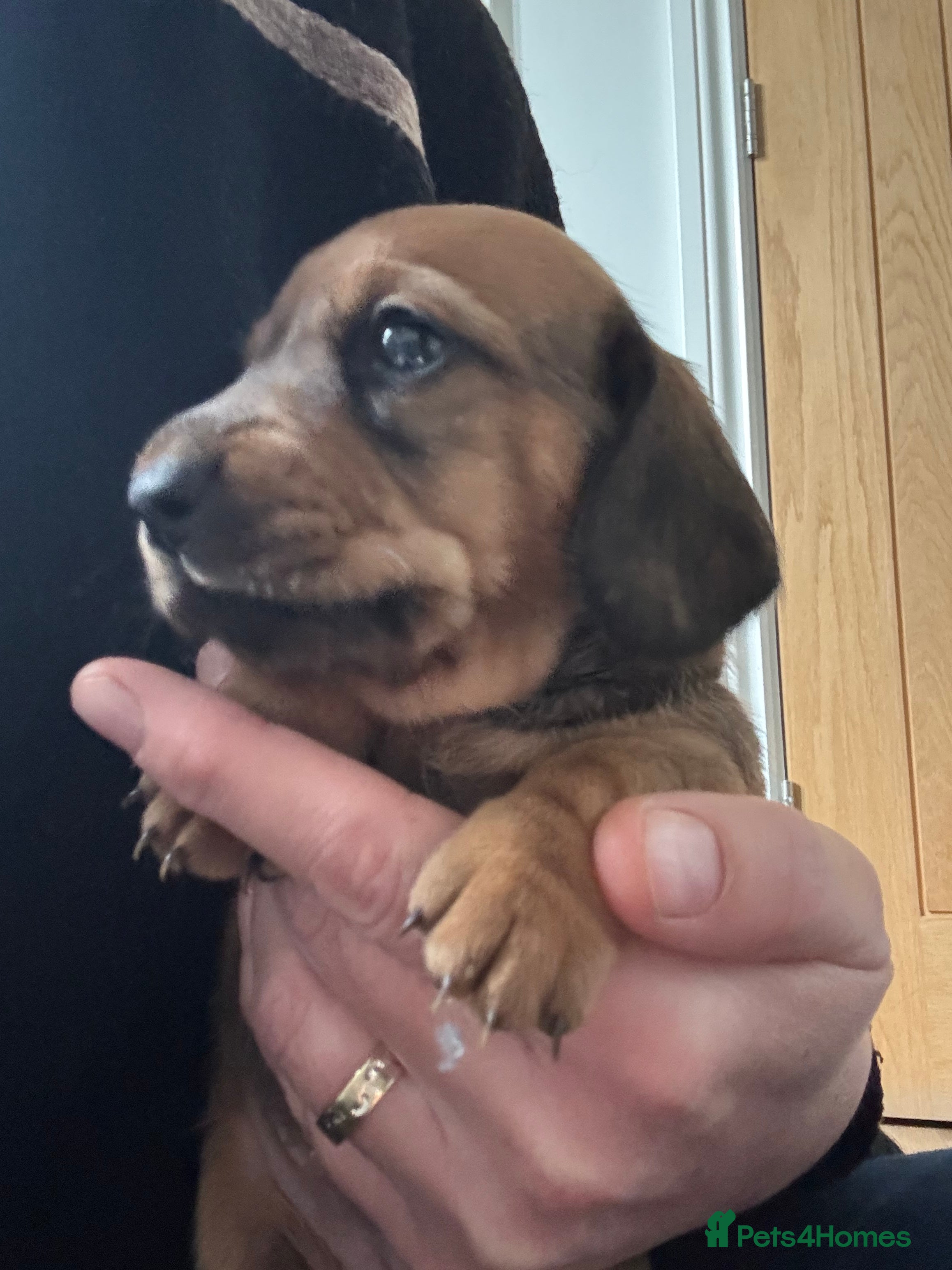 Miniature Dachshund dogs Smooth mini dachshunds  - Advert 10