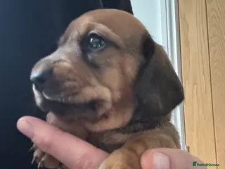 Miniature Dachshund dogs Smooth mini dachshunds - Advert 11