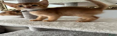 Abyssinian 1