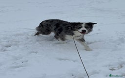 Border Collie dogs for sale: Merle Collie pups - Advert 7