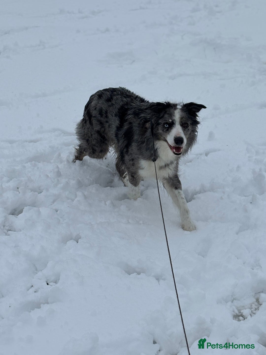 Border Collie dogs for sale: Merle Collie pups - Advert 7