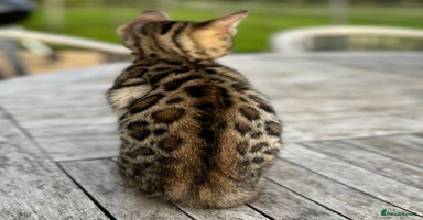 Bengal cats - Advert 1