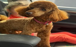 Miniature Poodle dogs for stud:  ⭐️KC PRINCE CHARMING BLUE BOY MINIATURE POODLE⭐️ - Image 8