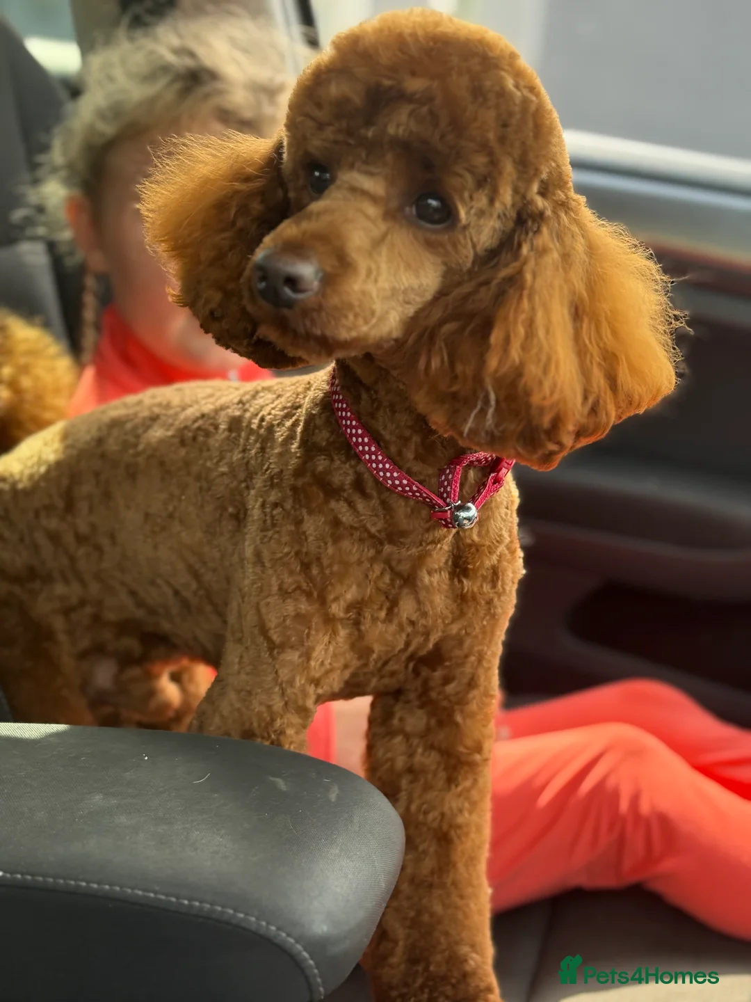 Miniature Poodle dogs for stud:  ⭐️KC PRINCE CHARMING BLUE BOY MINIATURE POODLE⭐️ - Advert 2