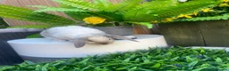 English Lop rabbits for sale: Miss Trixi in Ashington - Advert 3
