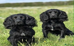 Cocker Spaniel dogs for stud: Champion Bred KC reg Health tested working Cocker - Image 5