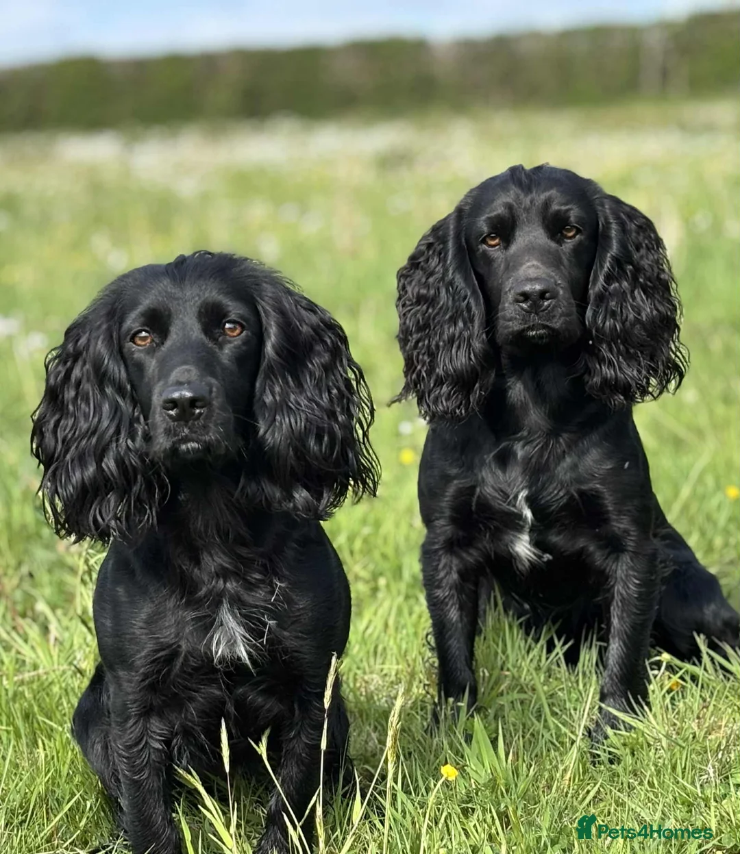 Cocker Spaniel dogs for stud: FTAW Champion Bred KC reg working Cocker - Advert 6