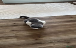 British Shorthair cats for sale: Sweet boy for rehoming - Image 3