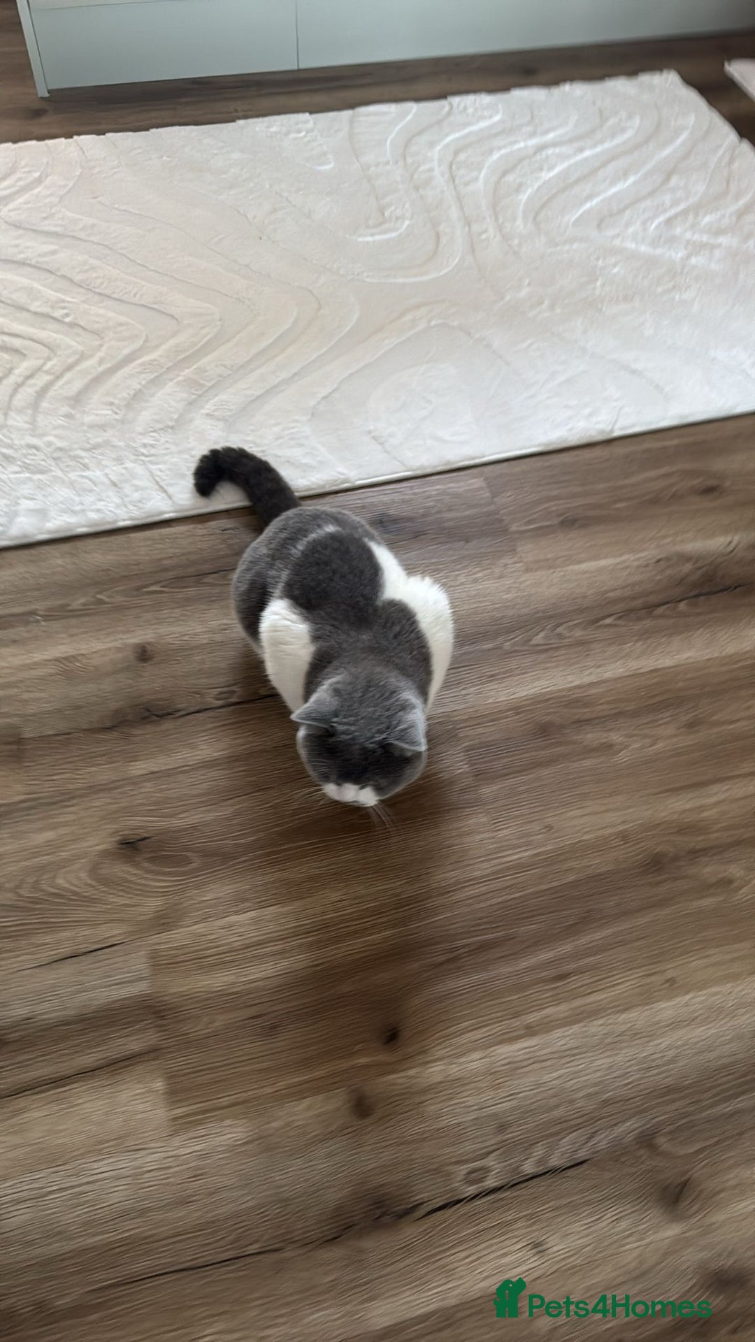 British Shorthair cats for sale: Sweet boy for rehoming - Image 3