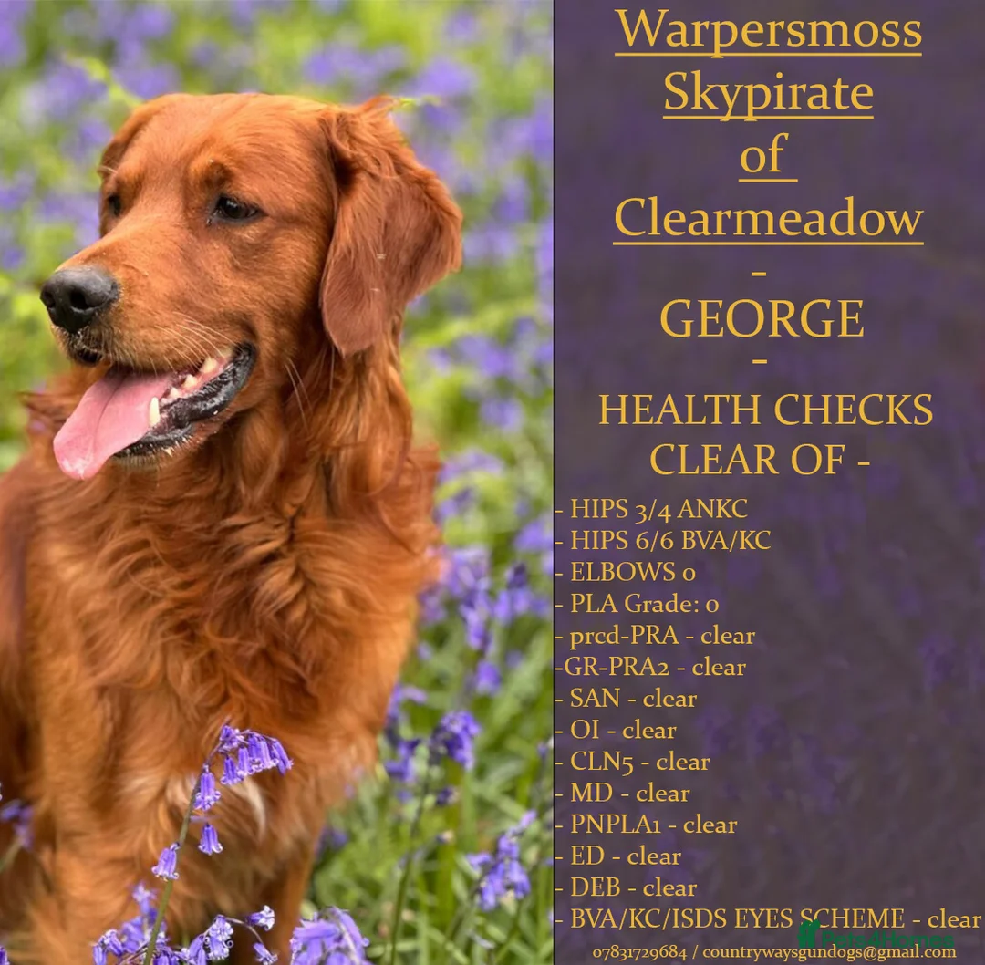 Golden Retriever dogs for stud: STUNNING RED STUD DOG, FULLY HEALTH TESTED in Bristol - Advert 1