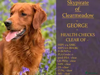 Golden Retriever dogs STUNNING RED STUD DOG, FULLY HEALTH TESTED in Bristol - Advert 10
