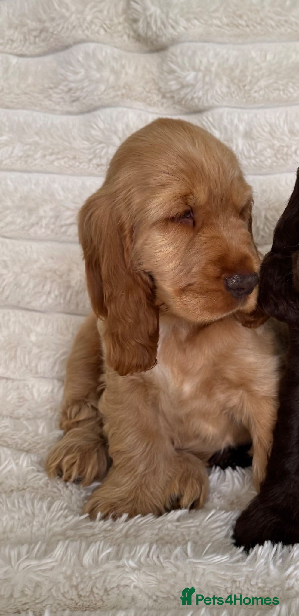 Cocker Spaniel dogs Quality Simbawood Lines TRUE Show Type Cocker  - Advert 8