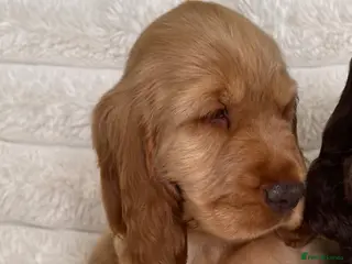Cocker Spaniel dogs Quality Simbawood Lines TRUE Show Type Cocker - Advert 8