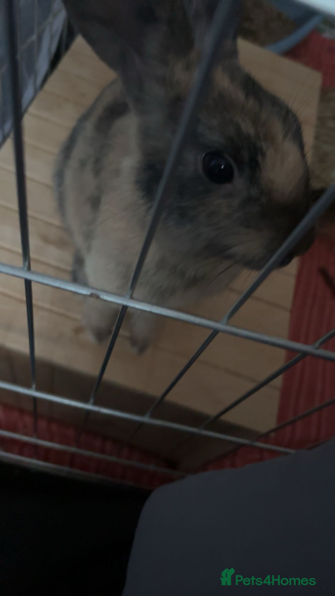 Mixed Breed rabbits harlequin + mini rex  - Advert 1