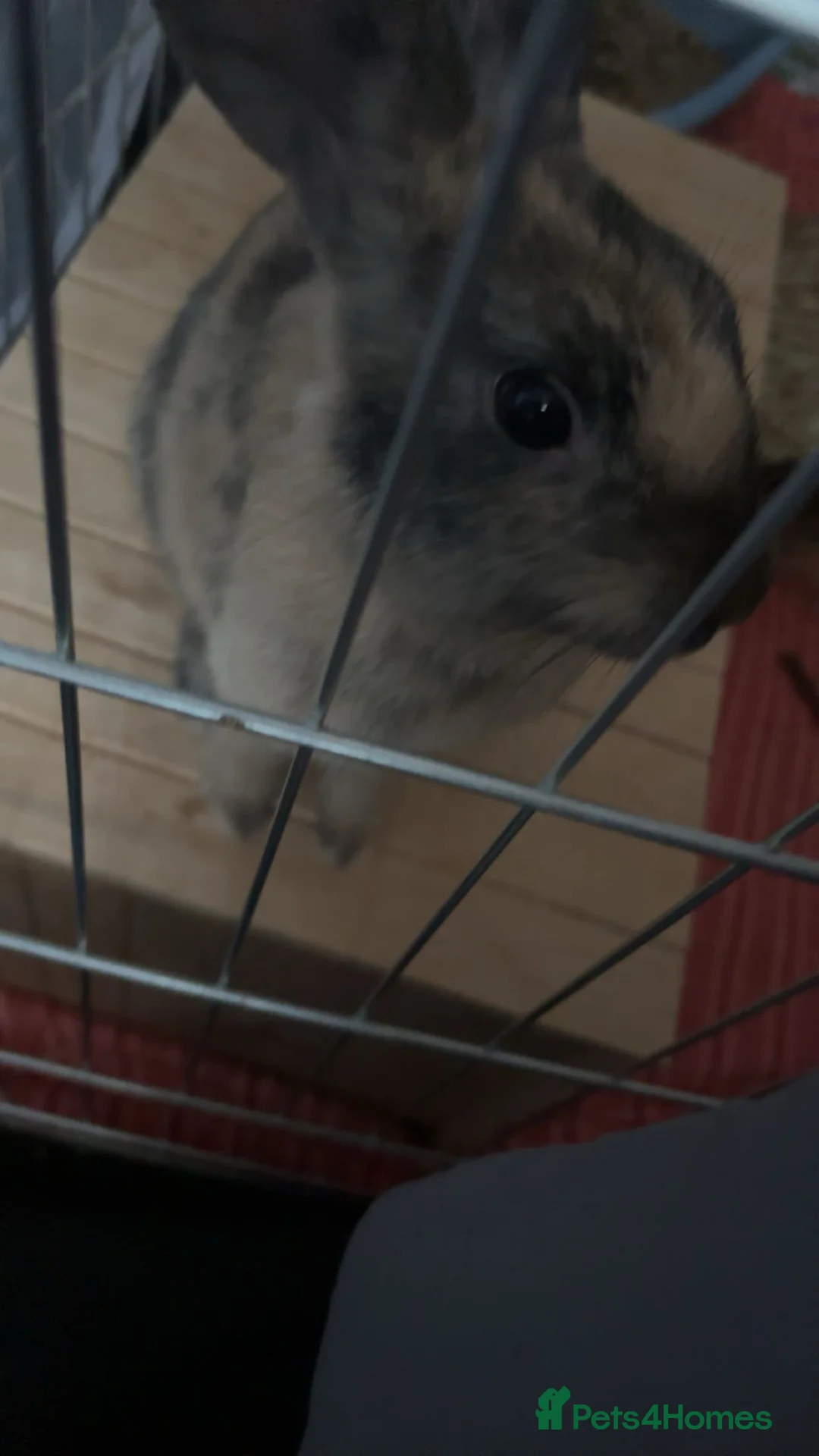 Mixed Breed rabbits for sale: harlequin + mini rex  - Advert 1