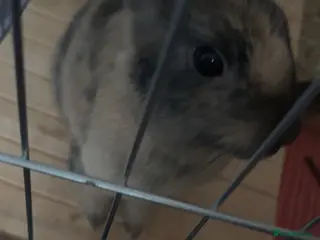 Mixed Breed rabbits harlequin + mini rex - Advert 1