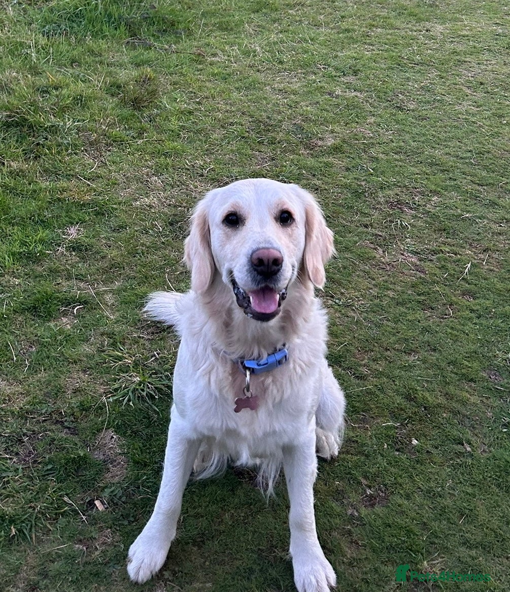 Golden Retriever dogs KC registered golden retriever puppies for sale - Advert 3