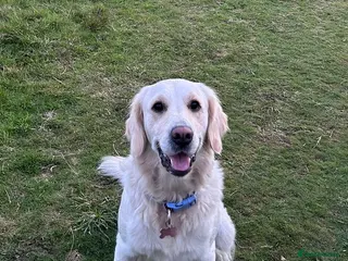 Golden Retriever dogs KC registered golden retriever puppies for sale - Advert 3