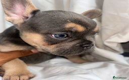 French Bulldog dogs for sale: French bulldog puppies fluffy carriers  - Image 28