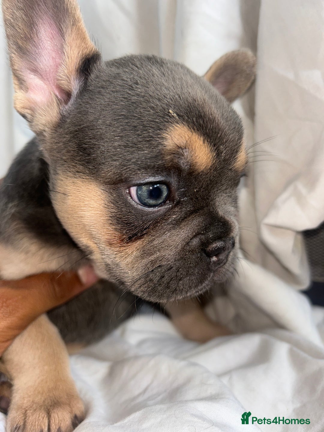 French Bulldog dogs for sale: French bulldog puppies fluffy carriers  - Image 28