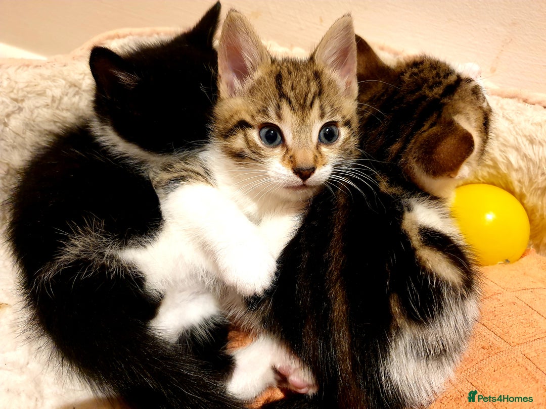 Mixed Breed cats for sale: Adorable trio of kittens  - Image 33