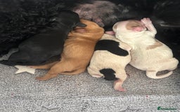 Cockapoo dogs for sale: 🐶Stunning cockerpoo puppies-just born  - Image 1