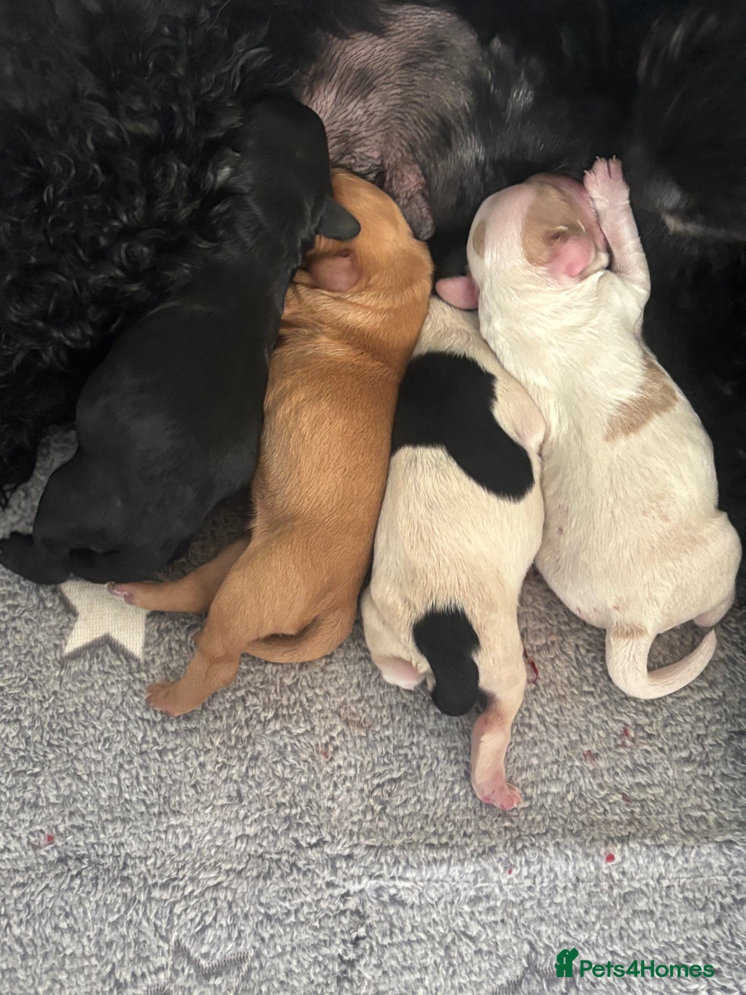 Cockapoo dogs for sale: 🐶Stunning cockerpoo puppies-just born  - Image 1