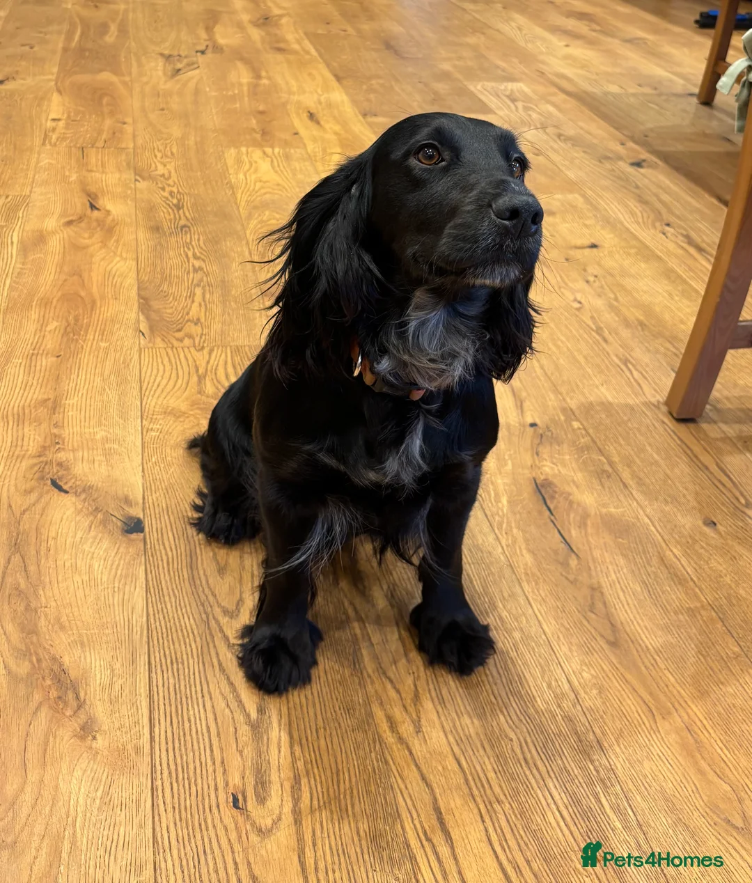 Cocker Spaniel dogs for sale: Working cocker spaniel pups - Advert 1