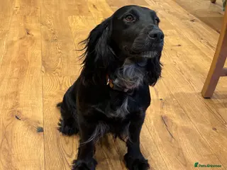 Cocker Spaniel dogs Working cocker spaniel pups - Advert 8