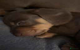 Miniature Dachshund dogs for sale: Miniature dachshunds  - Image 7