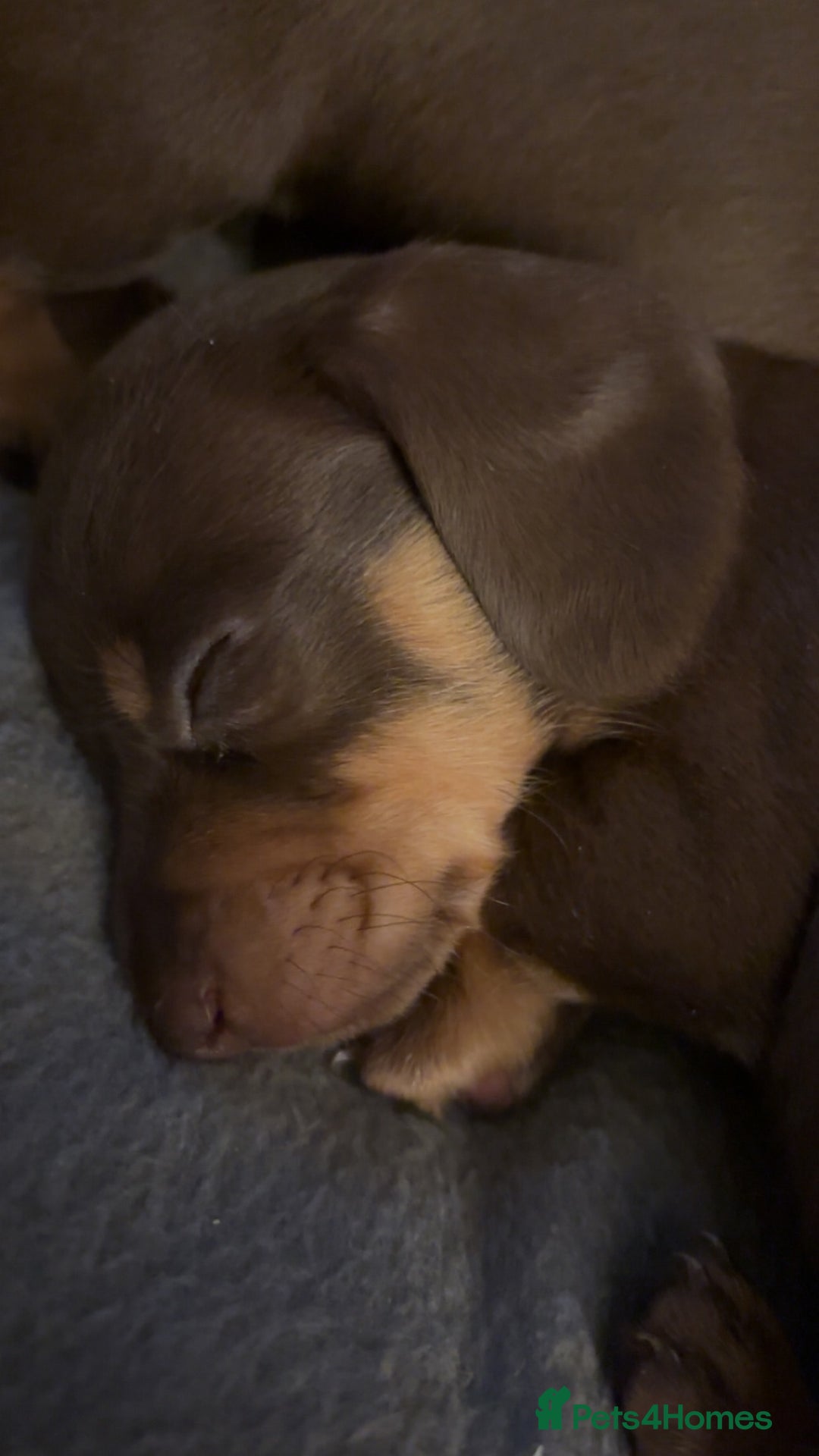 Miniature Dachshund dogs for sale: Miniature dachshunds  - Image 7
