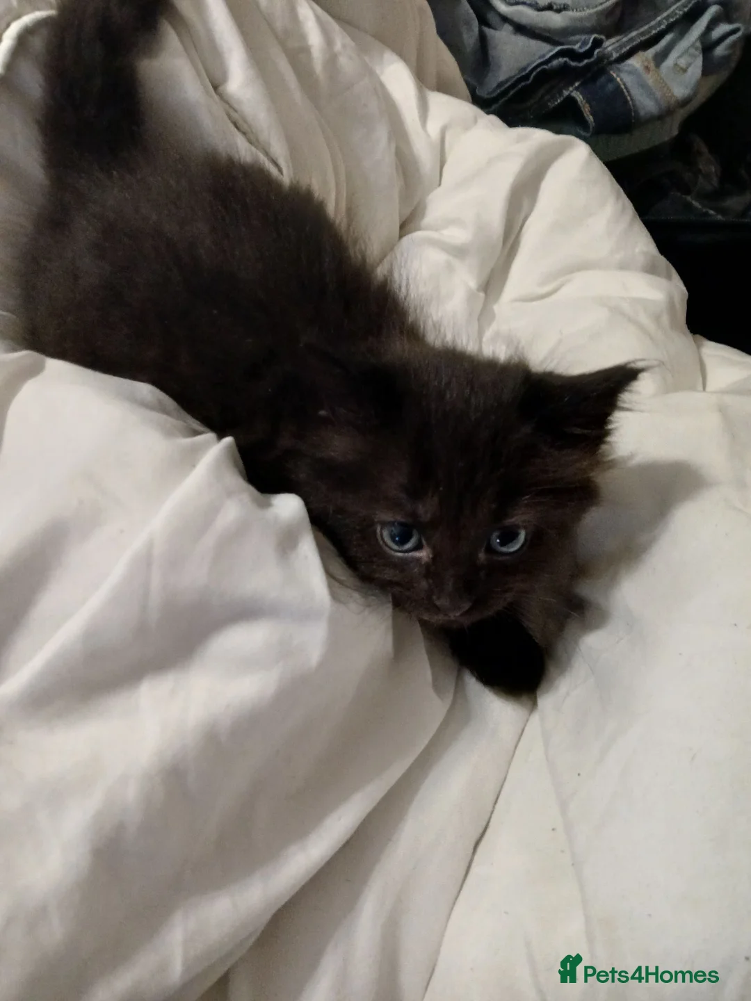 Ragdoll cats for sale: Ragdoll cross in Farnborough - Advert 2