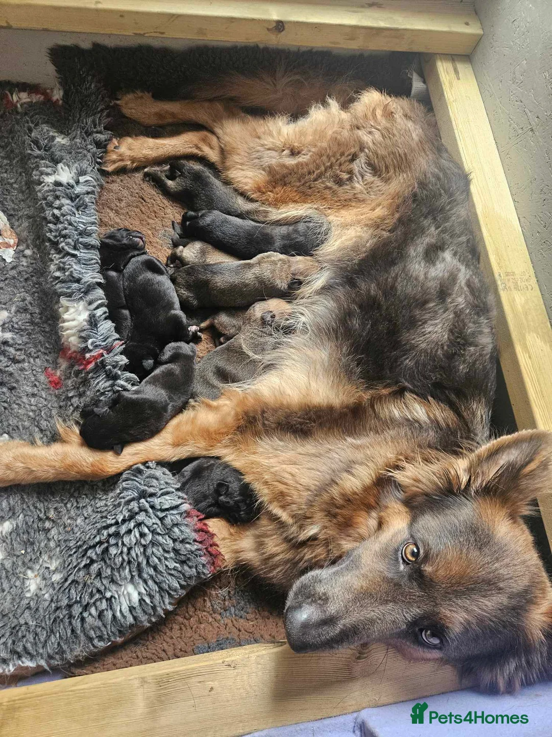 Mixed Breed dogs for sale: German Shepherd x Cane corso puppies  - Advert 1