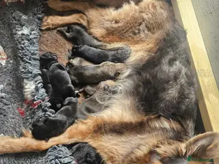 Mixed Breed dogs German Shepherd x Cane corso puppies - Advert 1