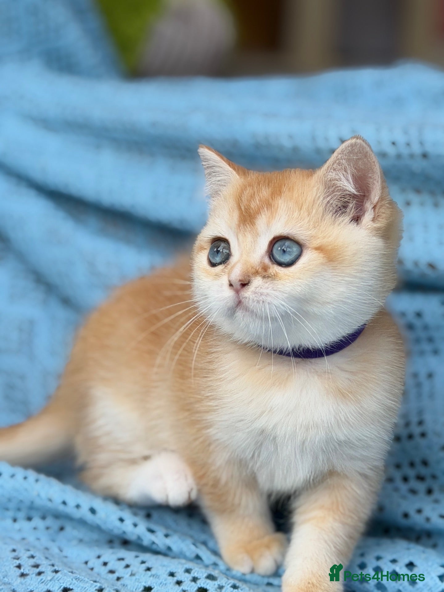 British Shorthair cats British shorthair adorable golden kittens  - Advert 15