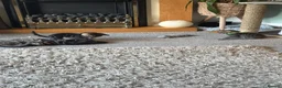 Mixed Breed cats for sale: Lovely tabby kittens  - Advert 10