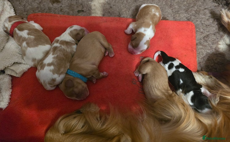 Cavalier King Charles Spaniel dogs - Advert 8