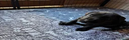 Great Dane dogs for sale: Ready now! Beautiful KC Great Dane puppies  - Advert 27