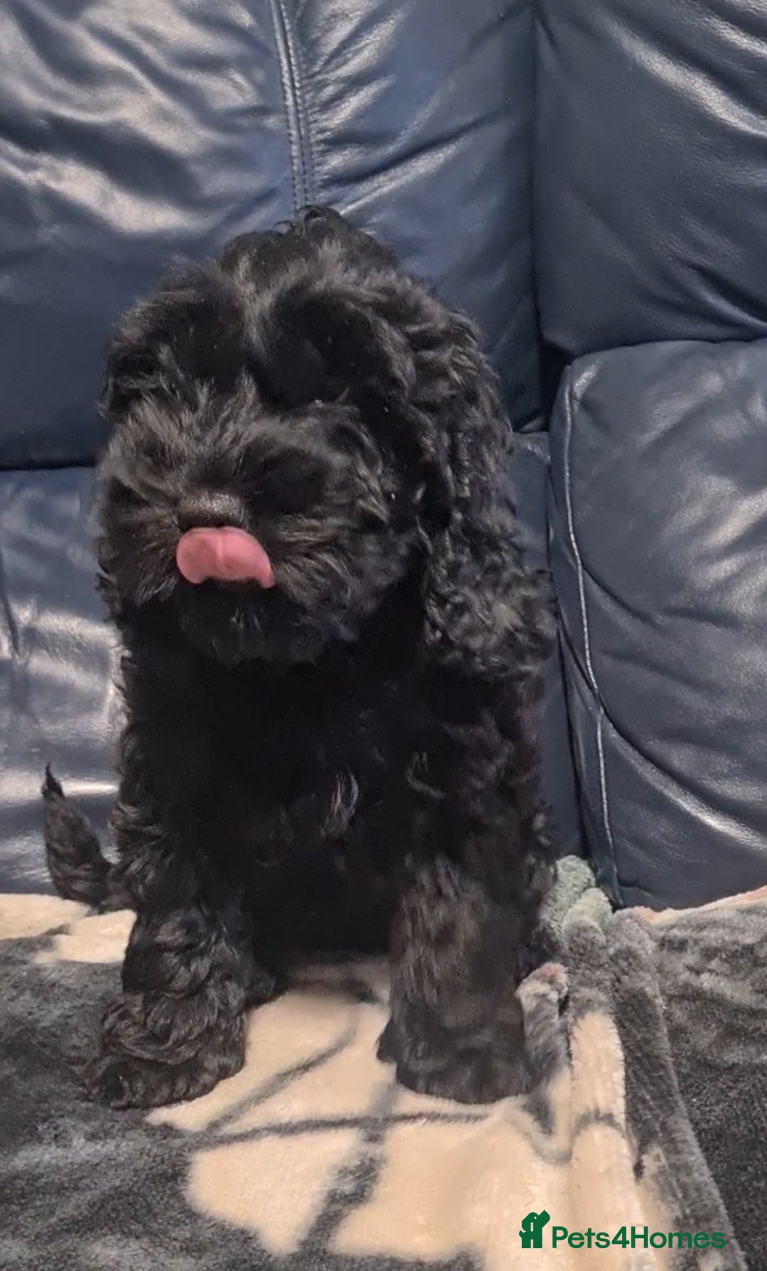 Cockapoo dogs for sale: Stunning F1 Cockapoo Girl  - Advert 1