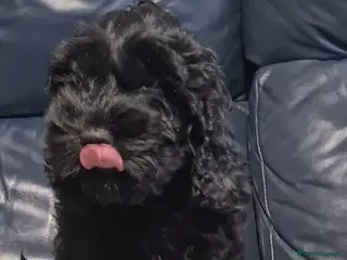 Cockapoo dogs Stunning F1 Cockapoo Girl - Advert 3