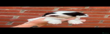 English Springer Spaniel Puppy 1